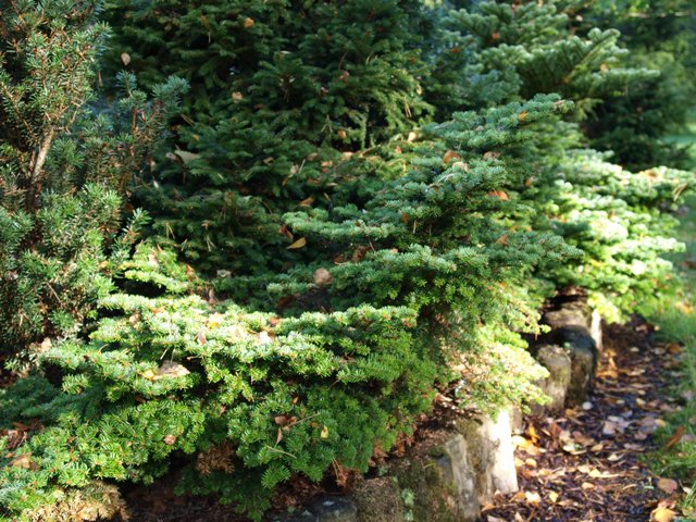 Abies balsamea 'Le Feber'