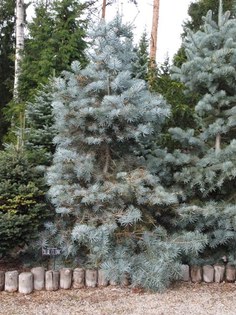 Abies concolor 'Blue Cloak'