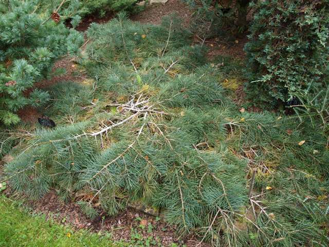 Abies concolor 'Gable's Weeping'
