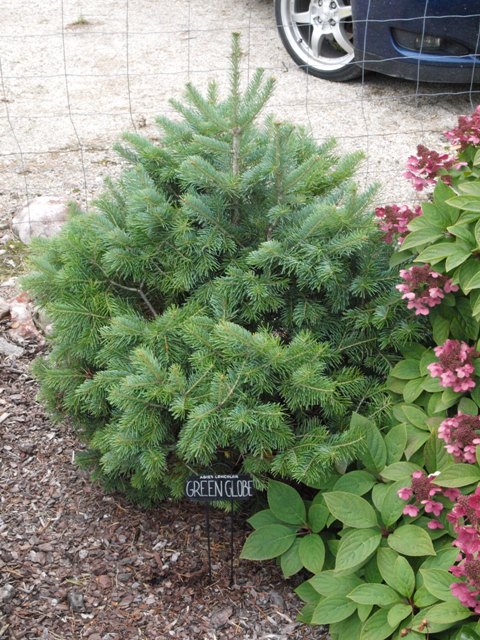 Abies concolor 'Green Globe'