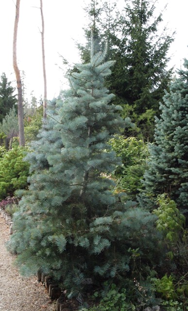 Abies concolor 'Wattezii Prostrate'
