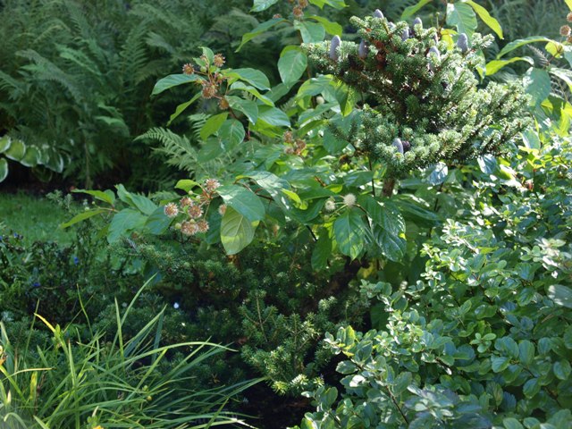 Abies koreana 'Adelboden'