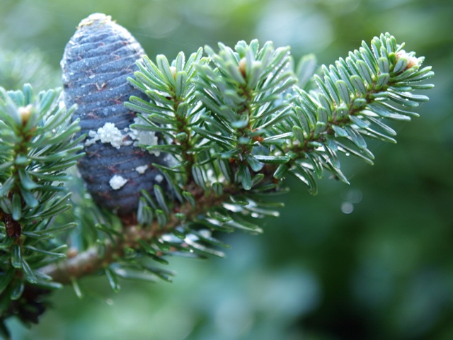 Abies koreana 'Adelboden'