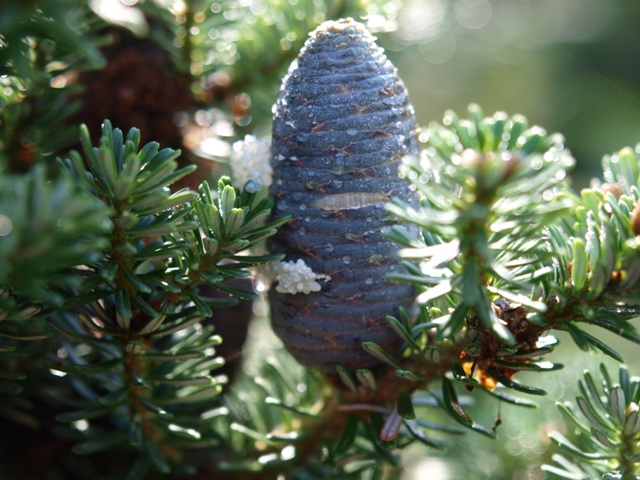 Abies koreana 'Adelboden'