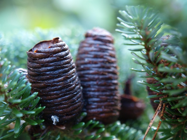 Abies koreana 'Adelboden'