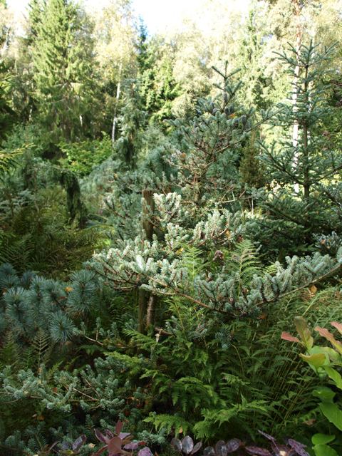 Abies koreana 'Blaue Einz'