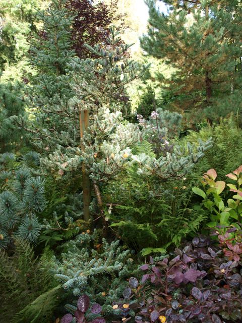 Abies koreana 'Blaue Einz'