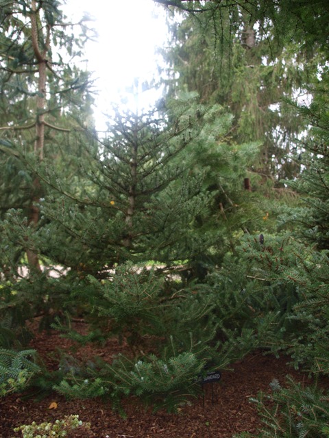 Abies koreana 'Blue Standard'