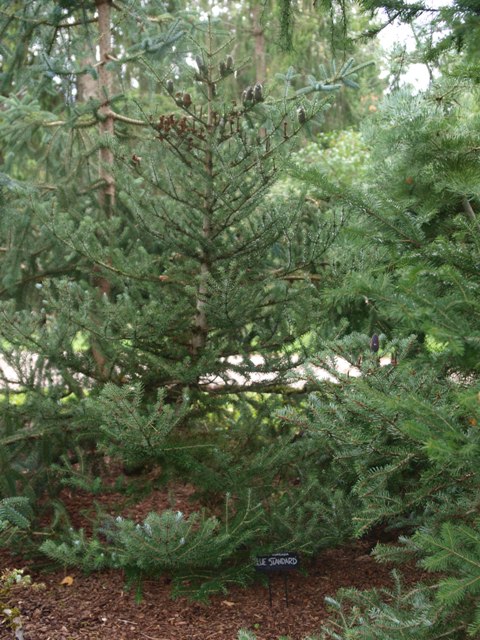 Abies koreana 'Blue Standard'