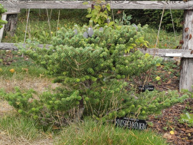 Abies koreana 'Knospenkönigin'