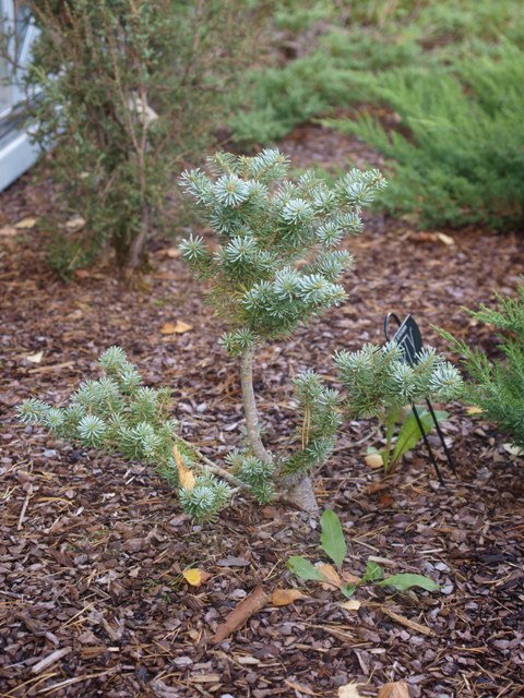 Abies koreana 'Shorty'