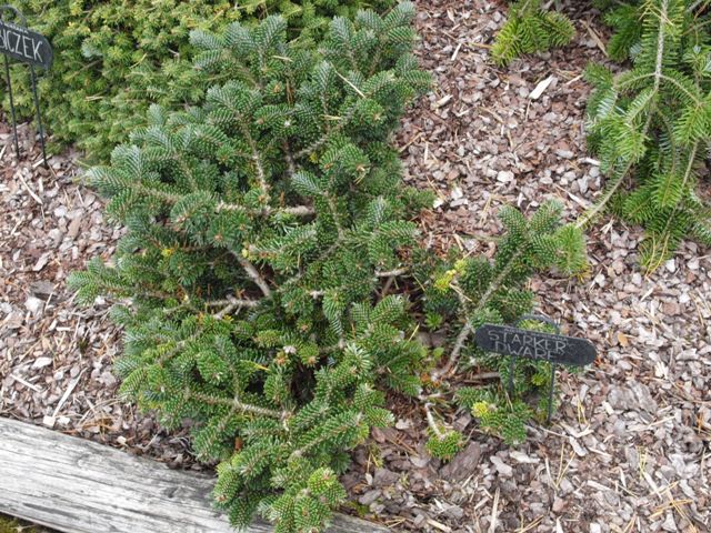 Abies koreana 'Starker's Dwarf'