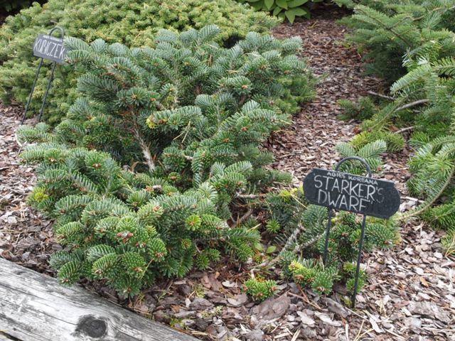 Abies koreana 'Starker's Dwarf'