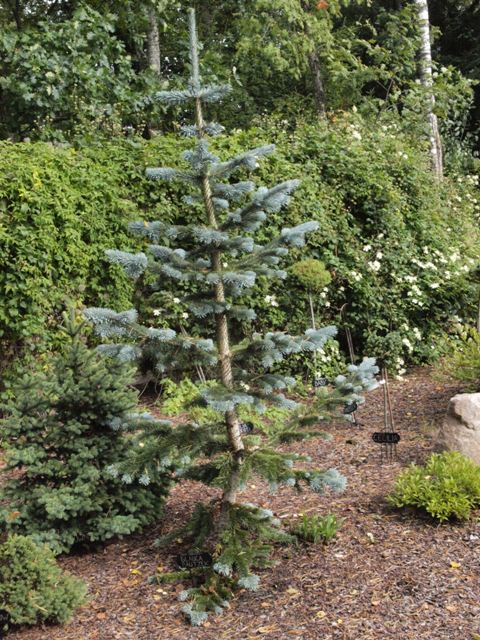 Abies lasiocarpa 'Glauca Bautzek'