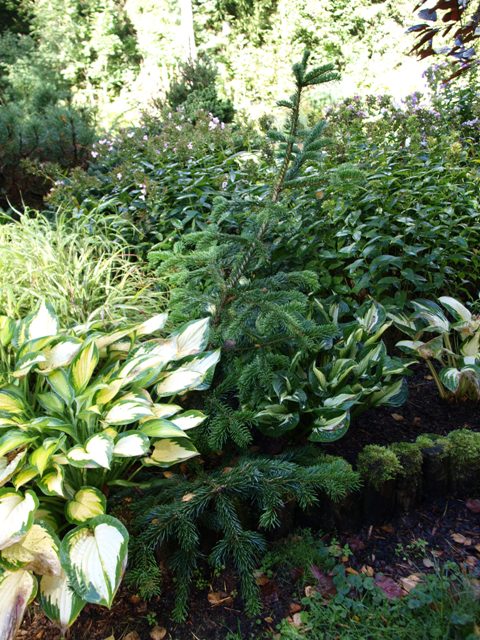 Abies nordmanniana 'Tortifolia'