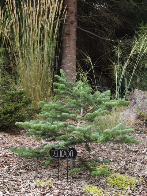 Abies numidica 'Delicado'