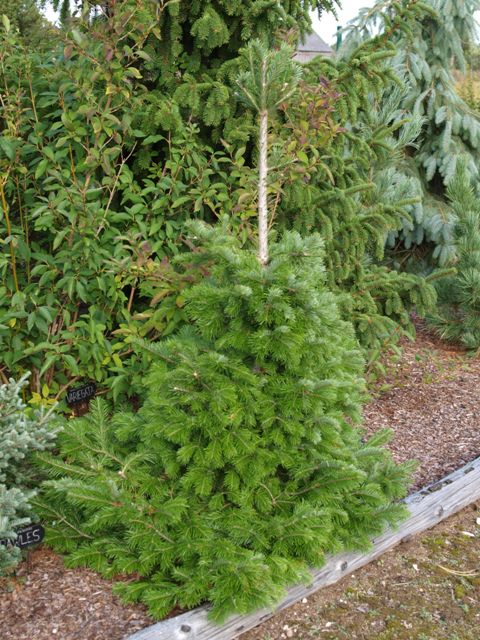 Abies sibirica 'Suncrest'