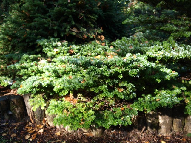 Abies veitchii 'Haltern'