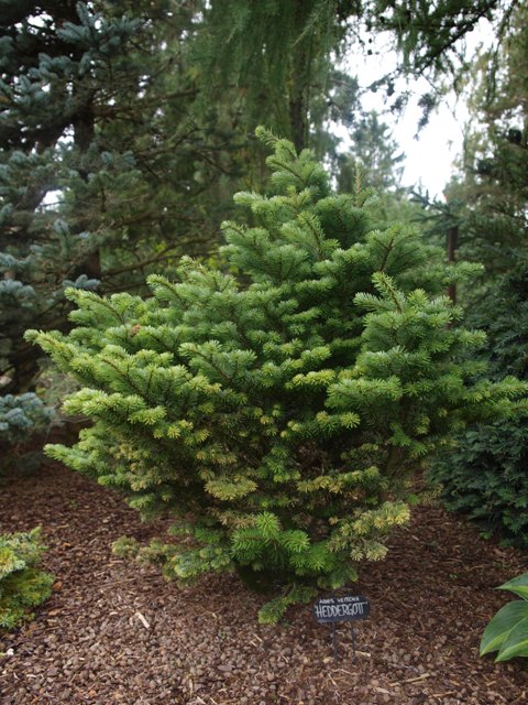 Abies veitchii 'Heddergott'