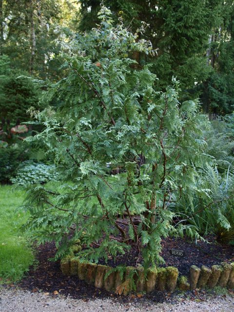 Chamaecyparis pisifera 'Repens'