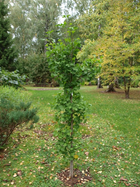 Ginkgo biloba 'Tit'