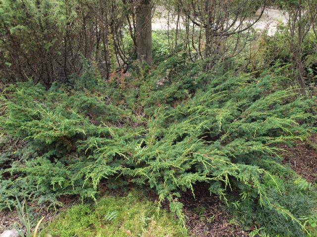 Juniperus chinensis 'Globosa Cinerea'