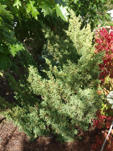 Juniperus chinensis 'Monarch'