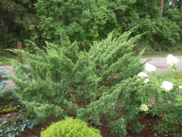 Juniperus chinensis 'Monarch'