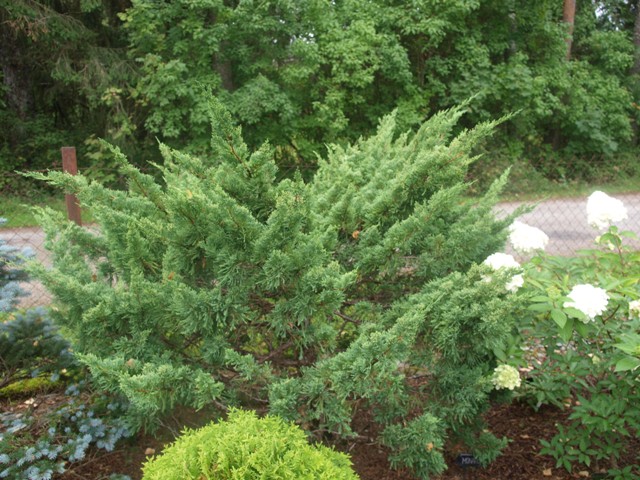 Juniperus chinensis 'Monarch'