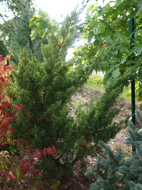 Juniperus chinensis 'Monarch'