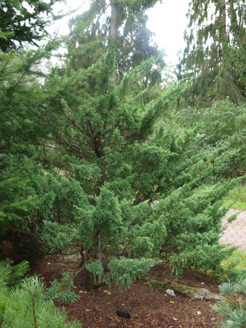 Juniperus chinensis 'Titlis'