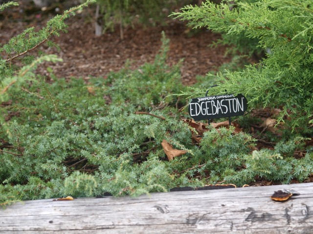 Juniperus communis 'Edgbaston'