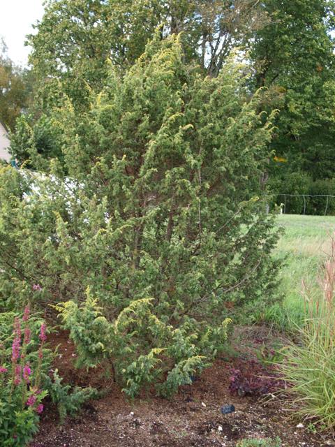Juniperus communis 'Golden Showers'