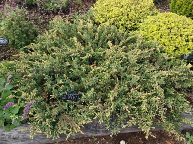 Juniperus communis 'Goldschatz'