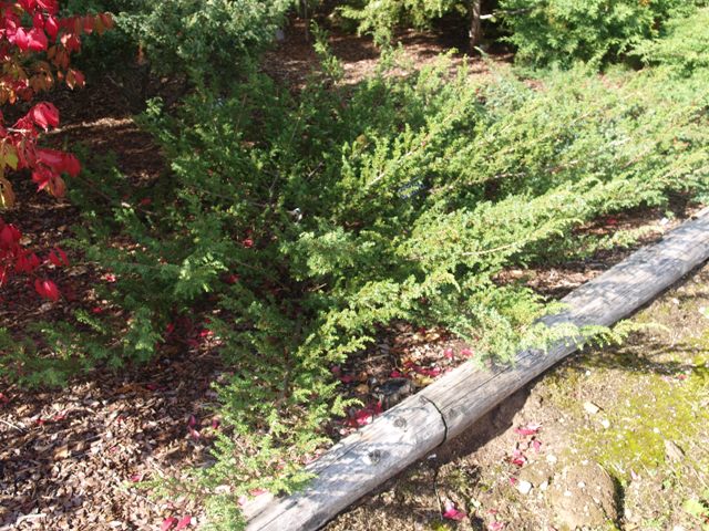 Juniperus communis 'Green Ace'