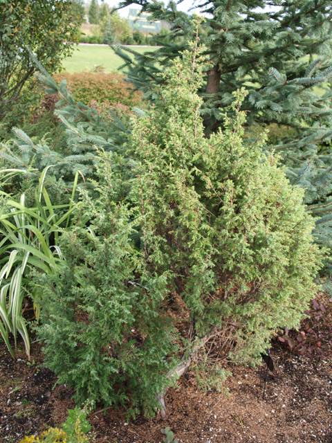 Juniperus communis 'Hemson'