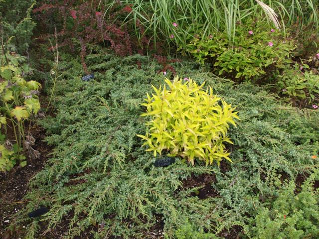 Juniperus communis 'Hornibrook's Gold'