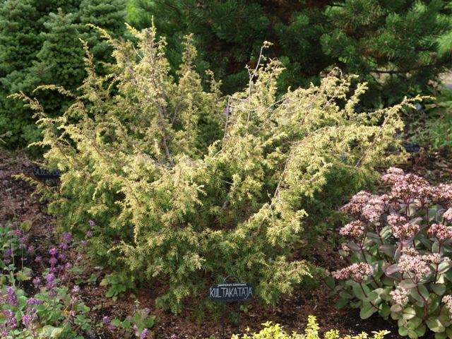 Juniperus communis 'Kultakataja'