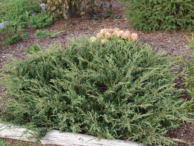 Juniperus communis 'Minima'