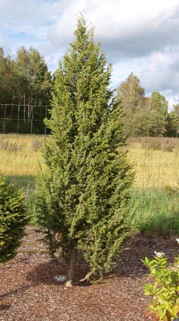 Juniperus communis 'Wilseder Berg'