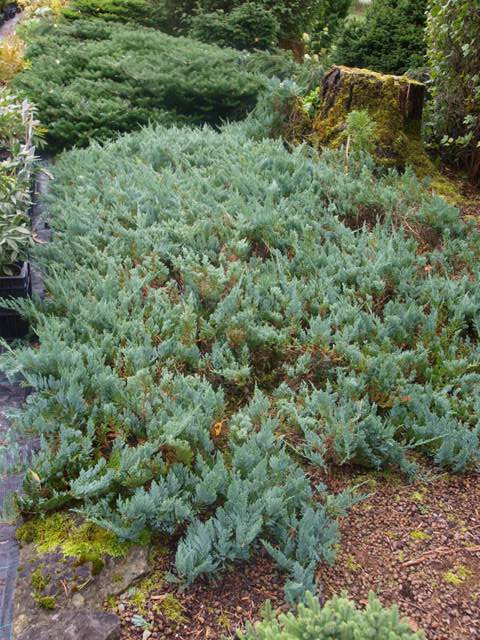 Juniperus horizontalis 'Blue Forest'