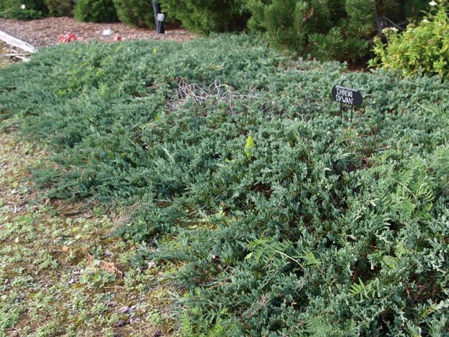 Juniperus horizontalis 'Chinski Dywan'