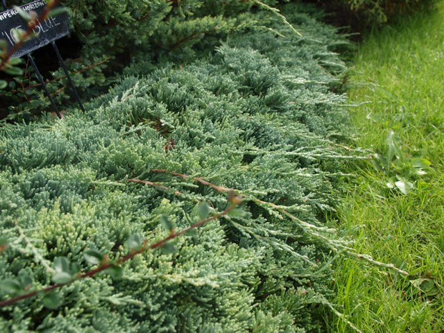 Juniperus horizontalis 'Icee Blue®'