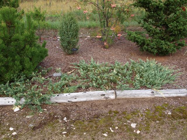 Juniperus horizontalis 'Variegata'