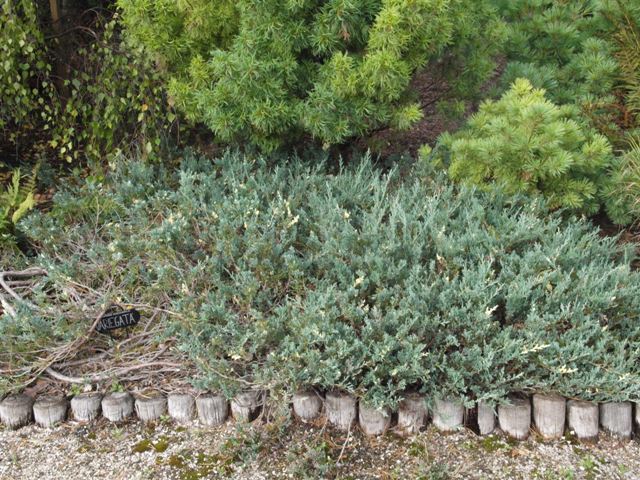 Juniperus horizontalis 'Variegata'