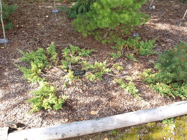 Juniperus procumbens 'Kishiogima'