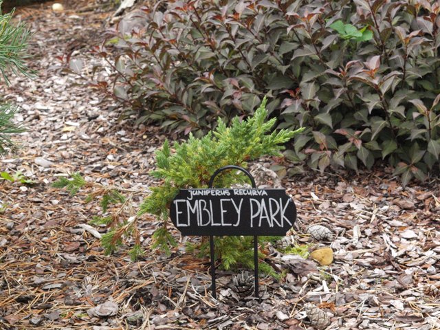 Juniperus recurva 'Embley Park'