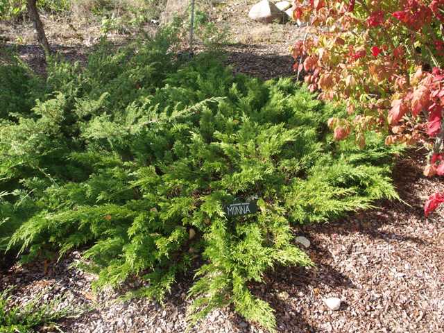 Juniperus sabina 'Calgary Carpet'
