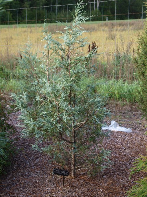 Juniperus scopulorum 'Springbank'