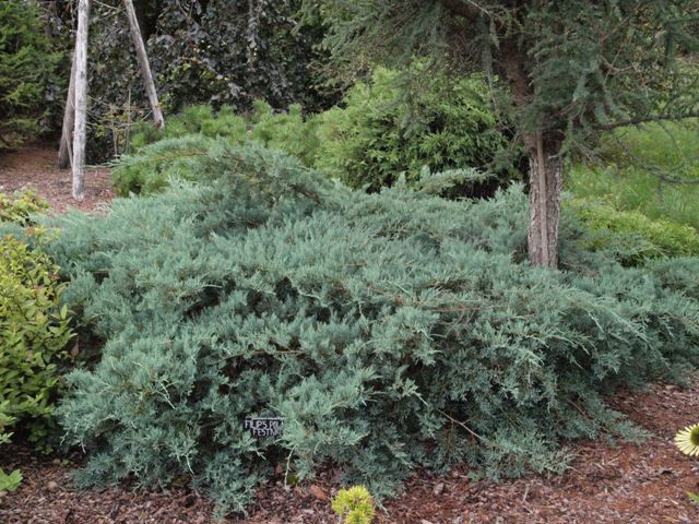 Juniperus virginiana 'Filip's Polar Festival'